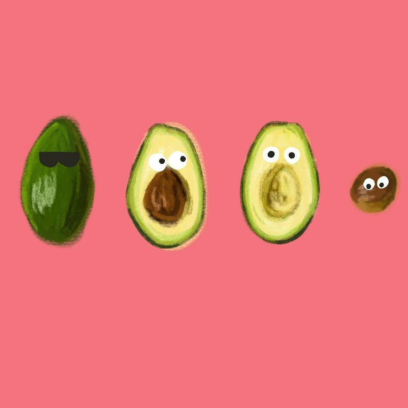 Lebenszyklus einer Avocado