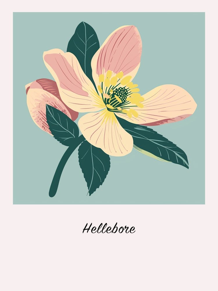 Hellebore 1 Square Flower Illustration Poster