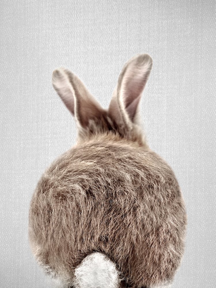 Baby Rabbit Tail