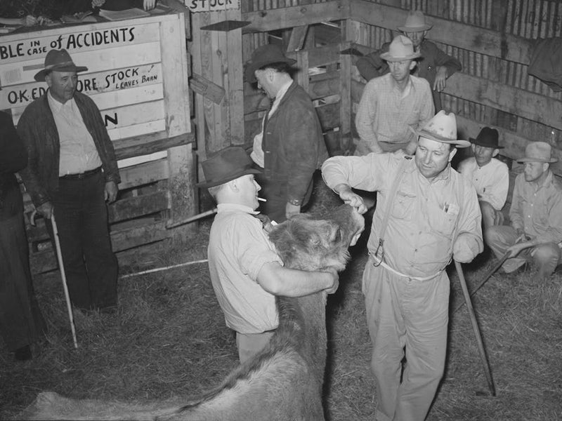 Looking At Cow S Teeth In Auction Barn, San Augustine, Texas By Russell Lee