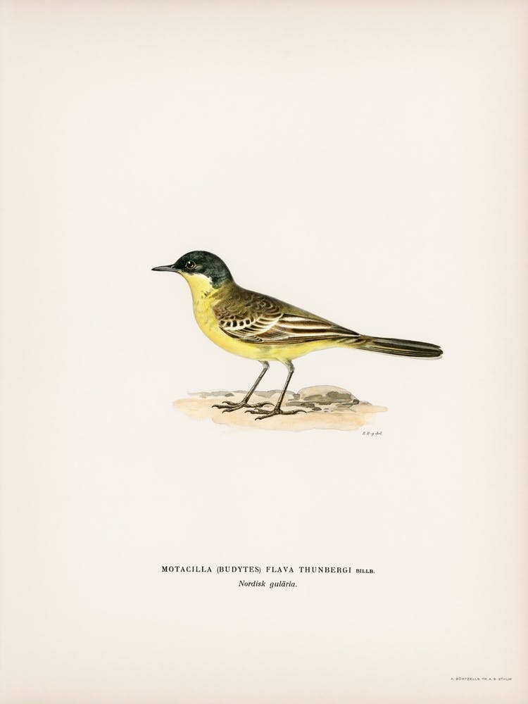Grey Headed Wagtail, The Von Wright Brothers