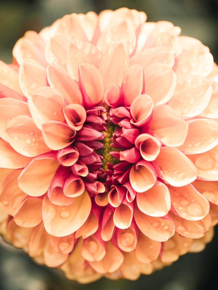Dahlia Flower