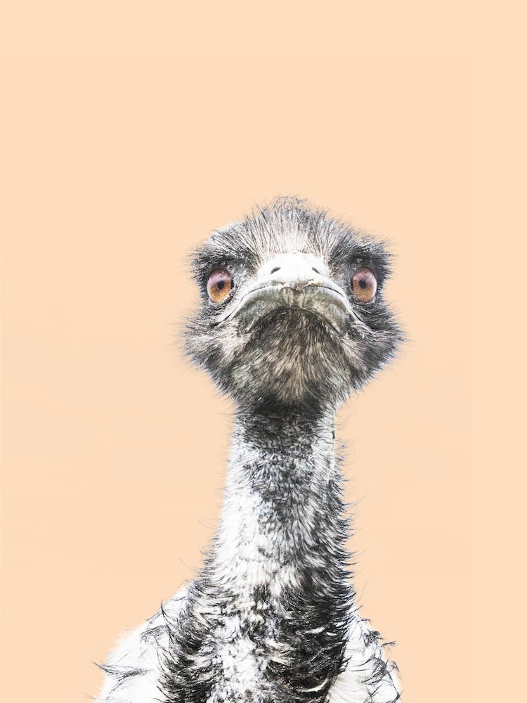 Orange Emu