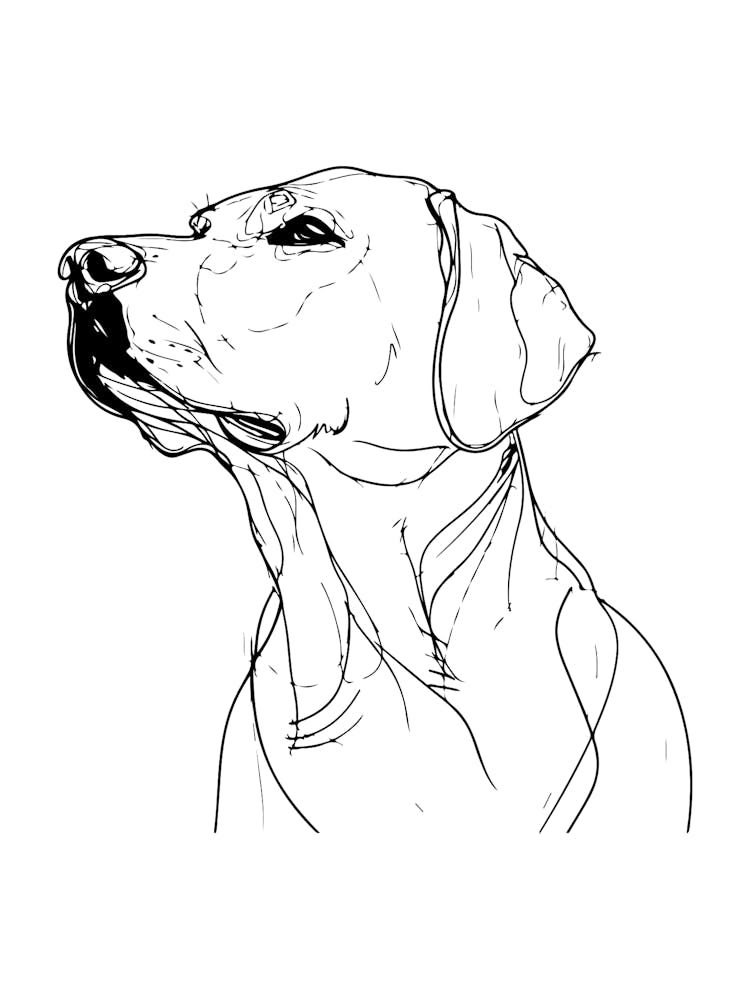 Labrador Retriever Monoline Artistic Minimalist