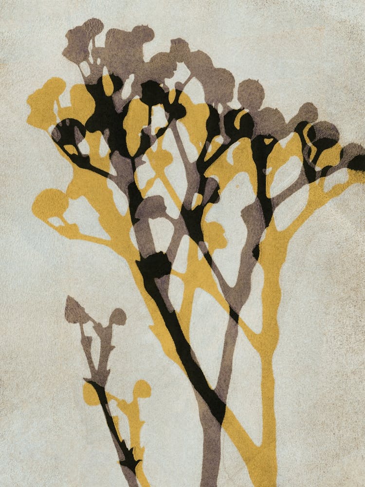 Echoes Of Gypsophila