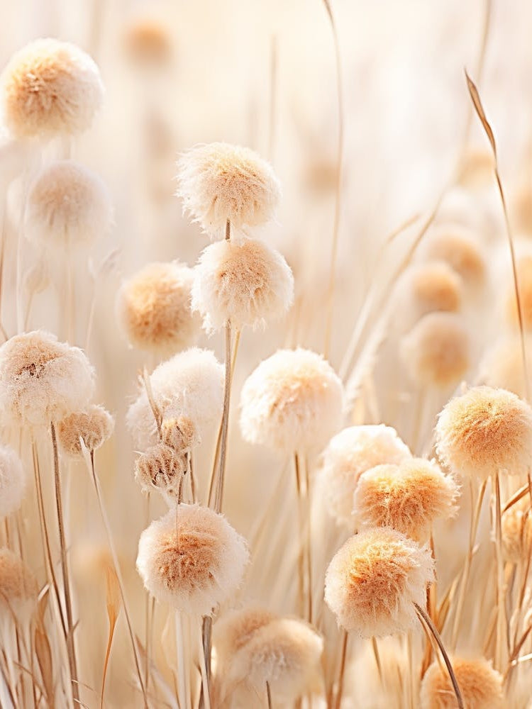 Boho Dried Flowers Globe Amaranth 1