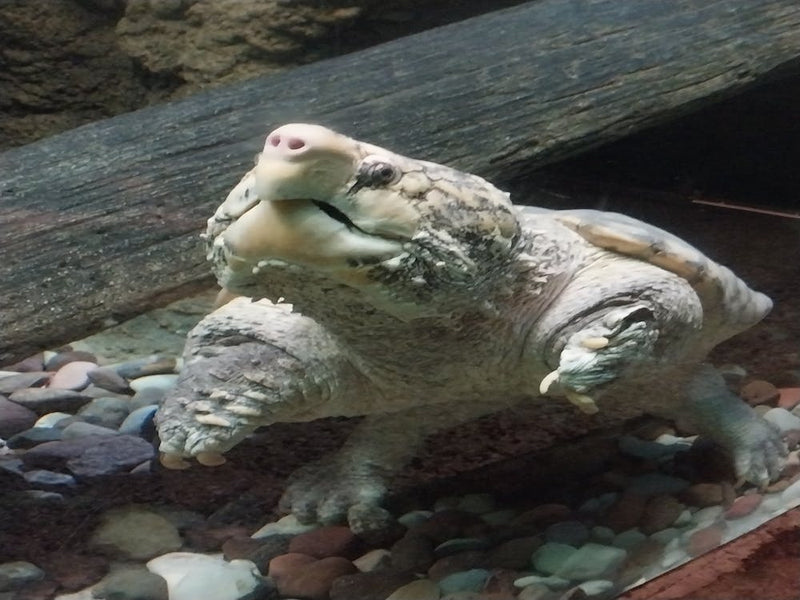 Snapping turtle 1