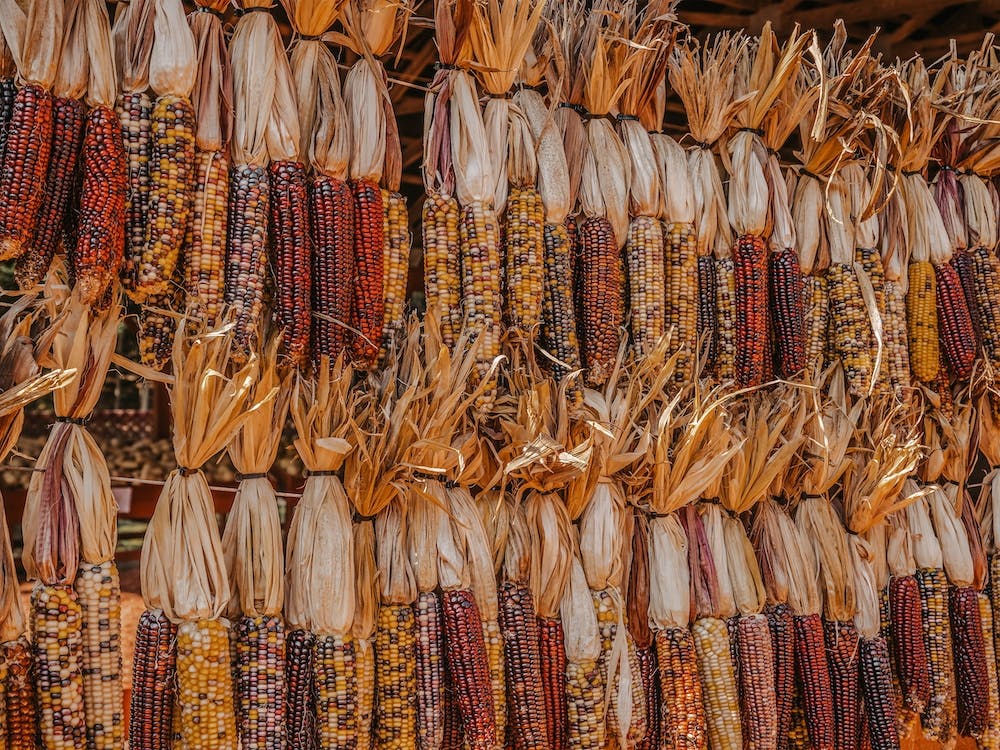 Dried Indian Corn