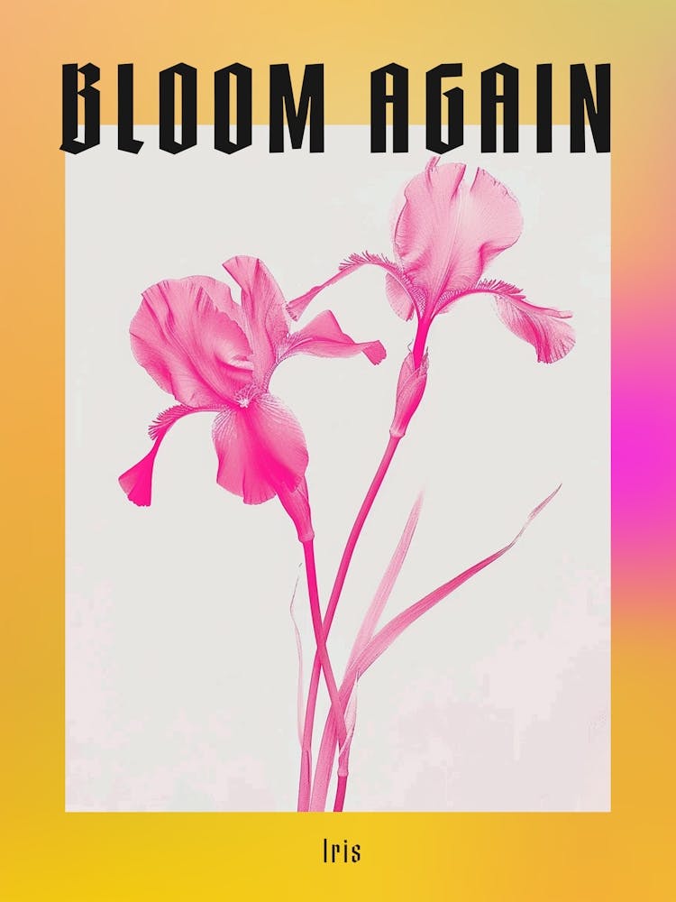 Hot Pink Iris 3 Poster