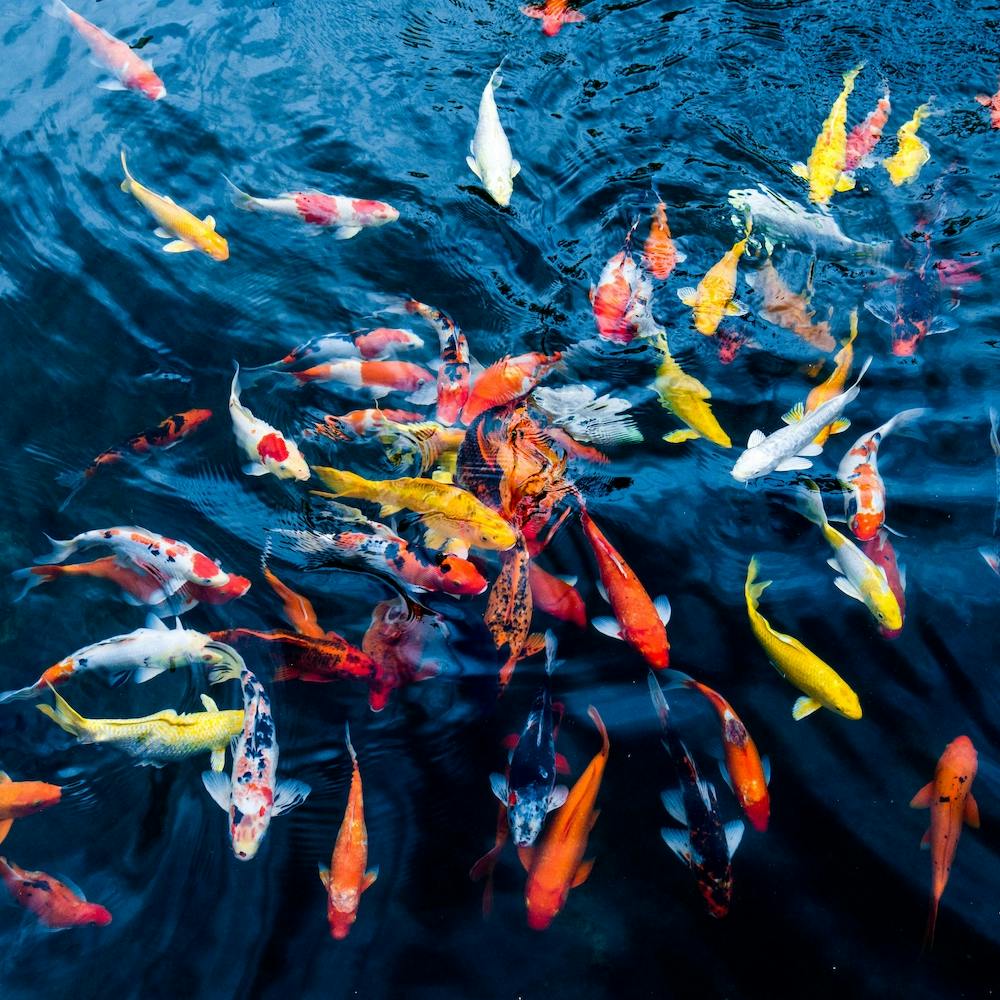 Koi Carp
