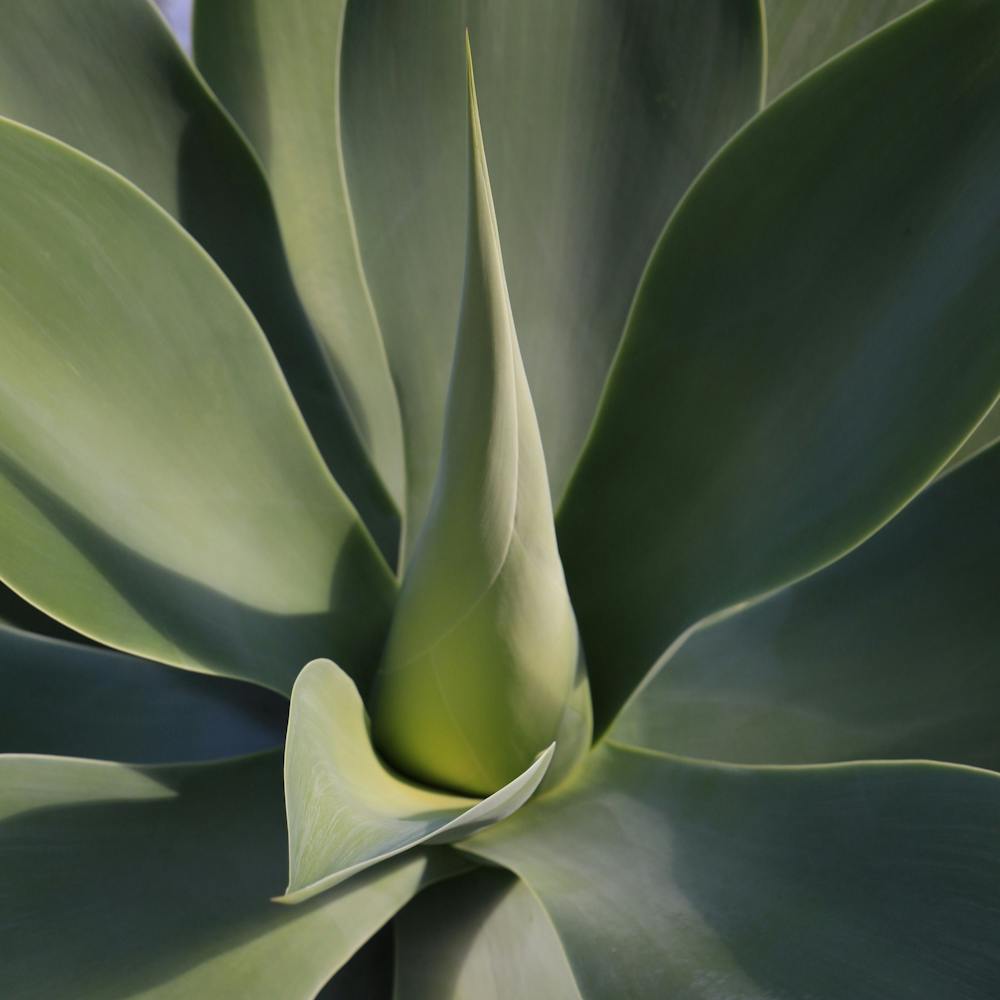 Heart of the Agave plant