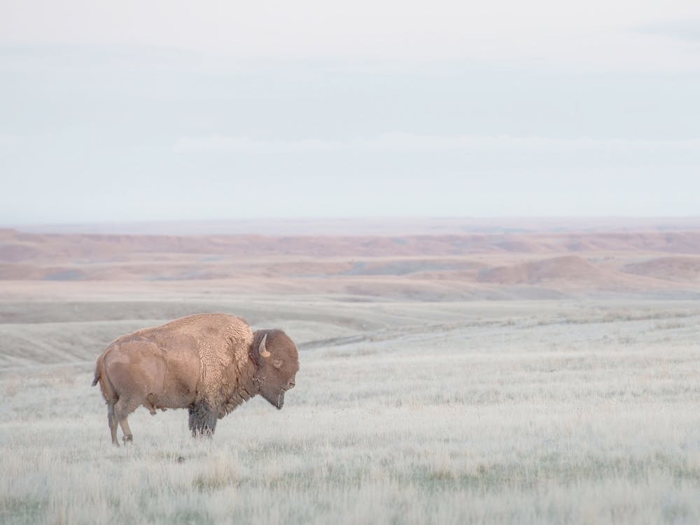 Bison On Landscape