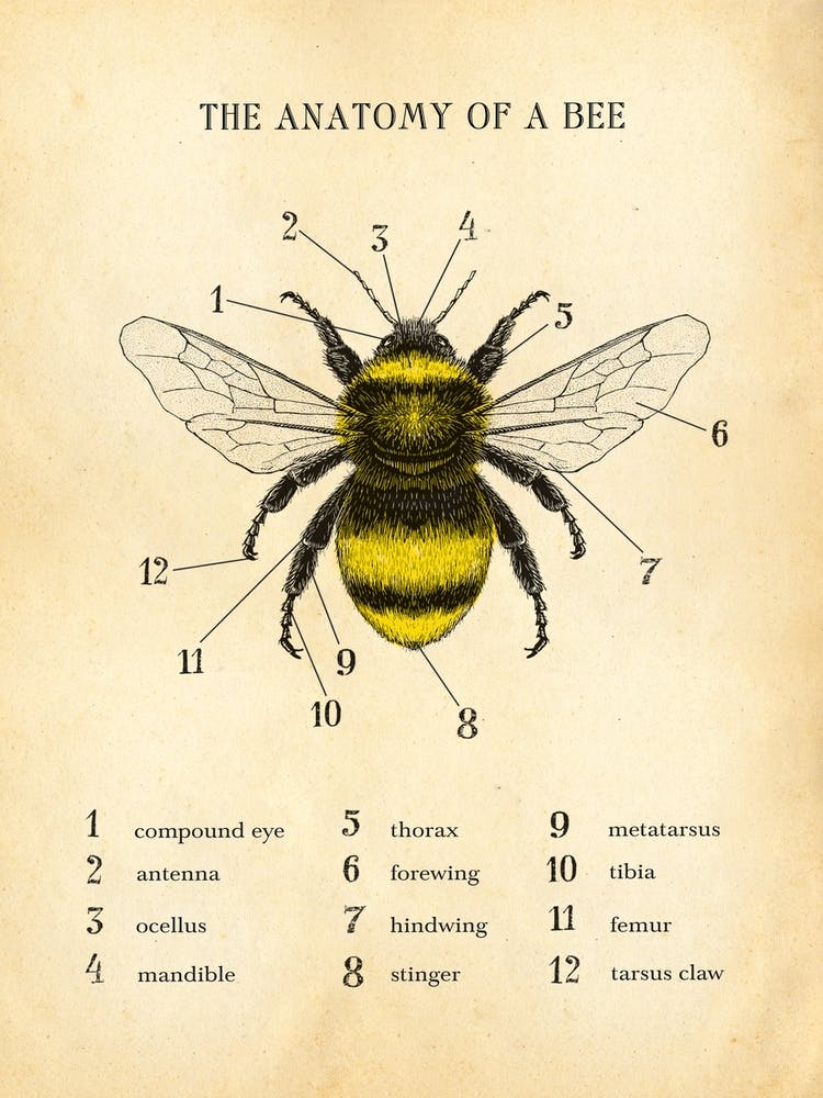 Anatomy Of A Bee