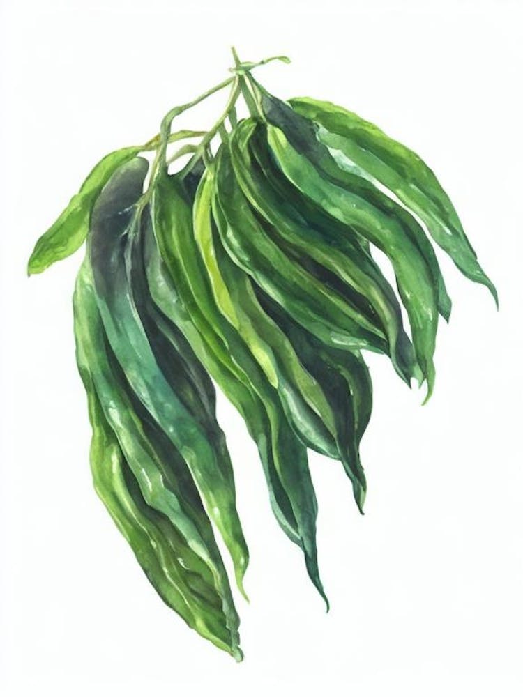 Sweet Potato Vine (Ipomea Batatas) Watercolor