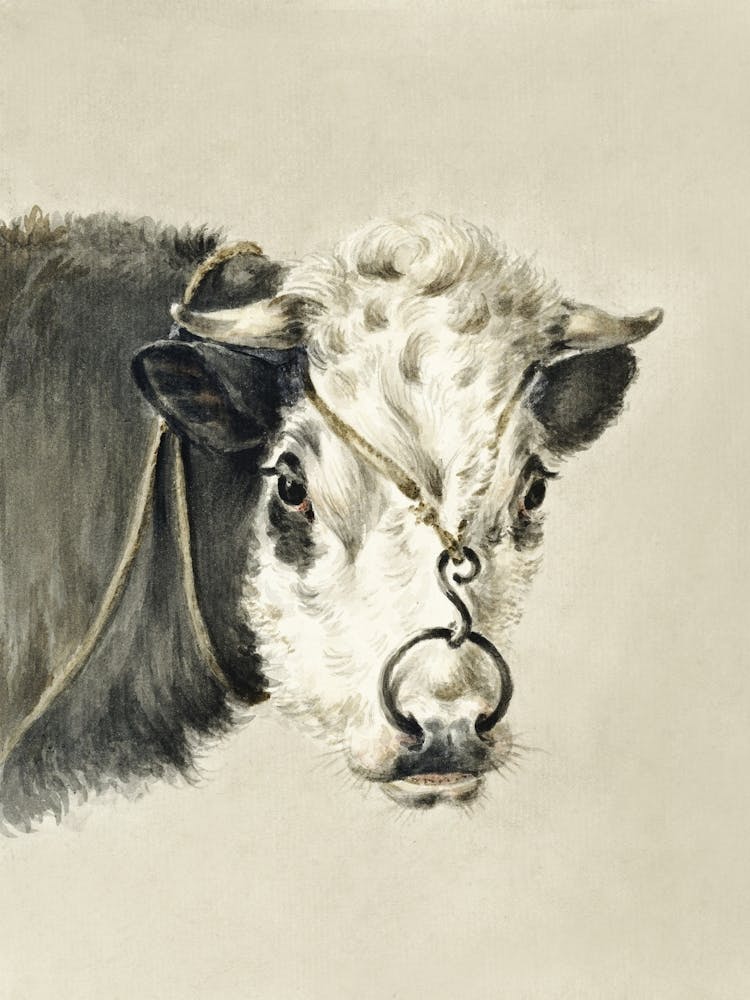 Head Of A Cow, With A Ring Through The Nose, Jean Bernard