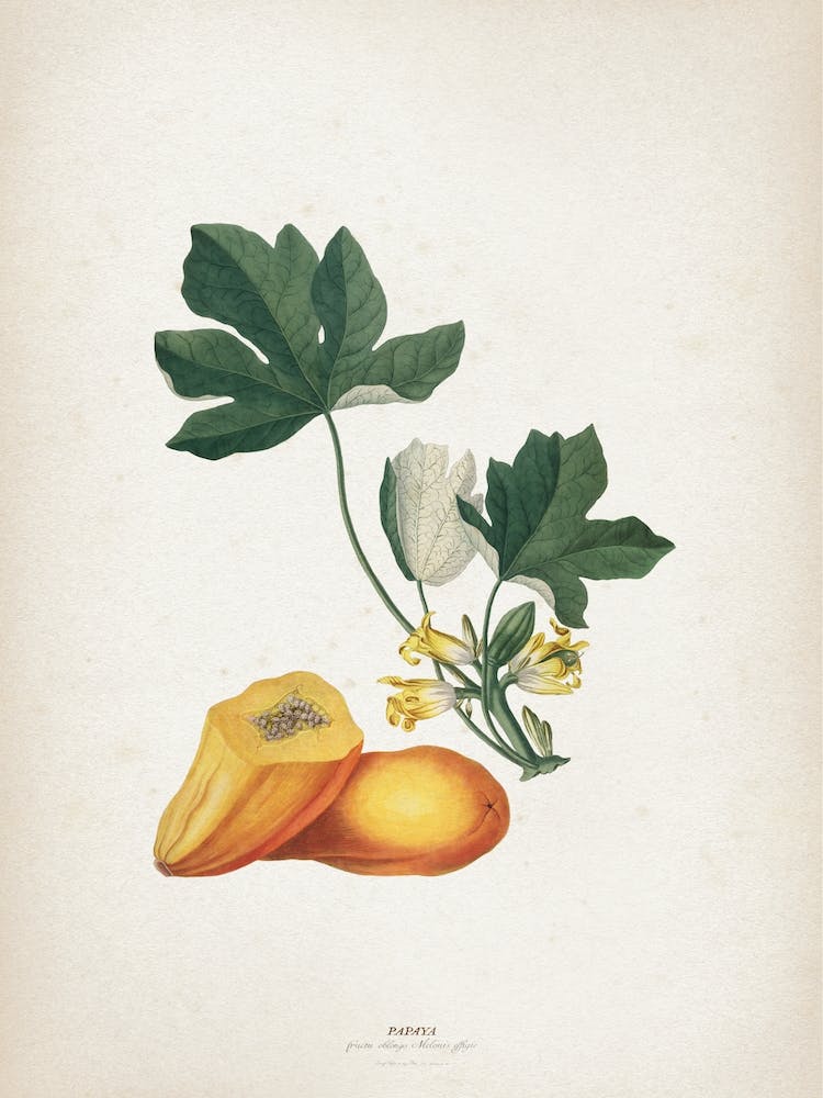 Vintage Ehret 2 Papaya