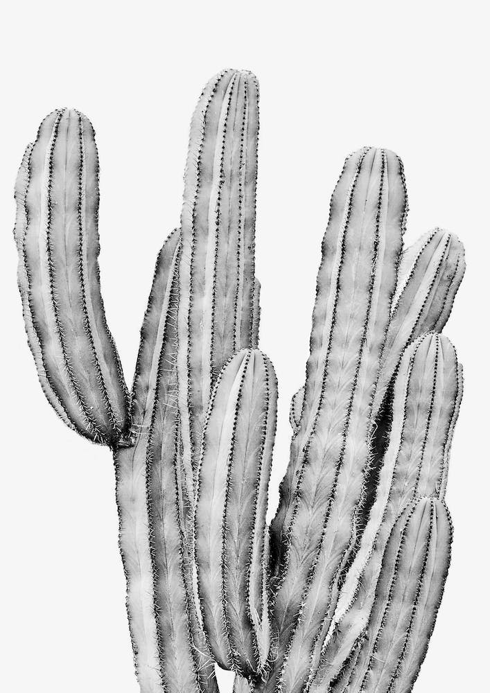 Boho Cactus