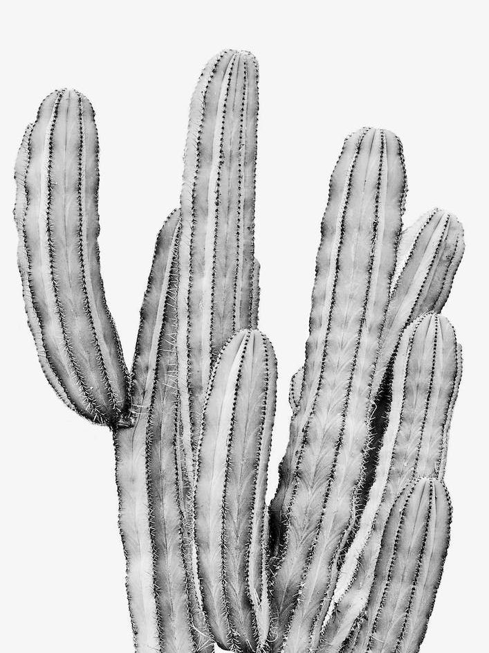 Boho Cactus