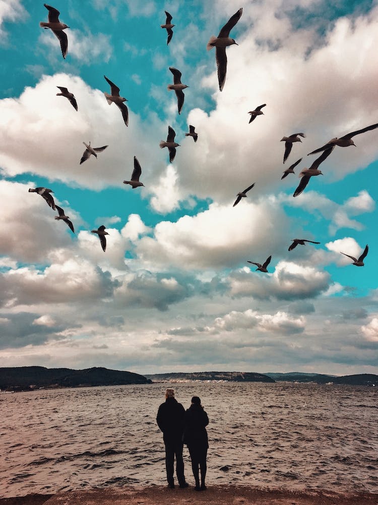 Freedom Song
