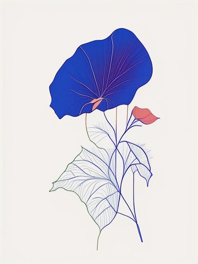 Morning Glory Floral Minimal Line Drawing 4 Flower
