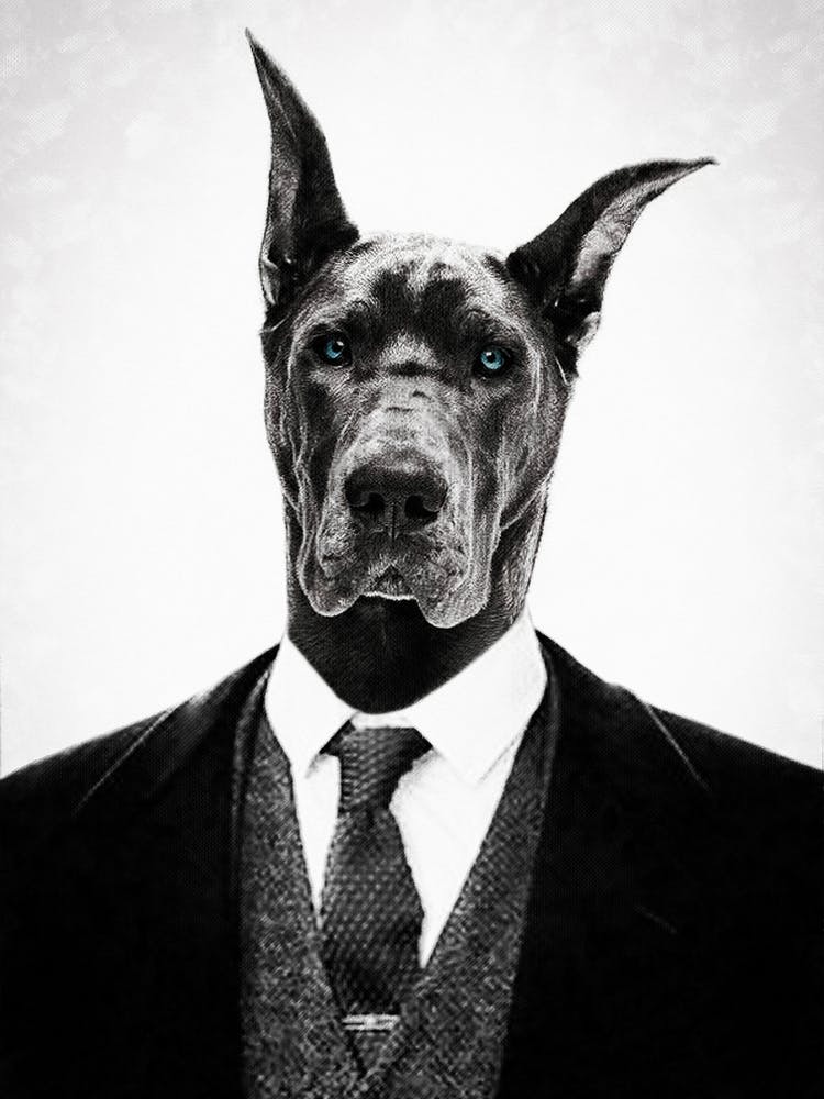 Black Dog Portrait