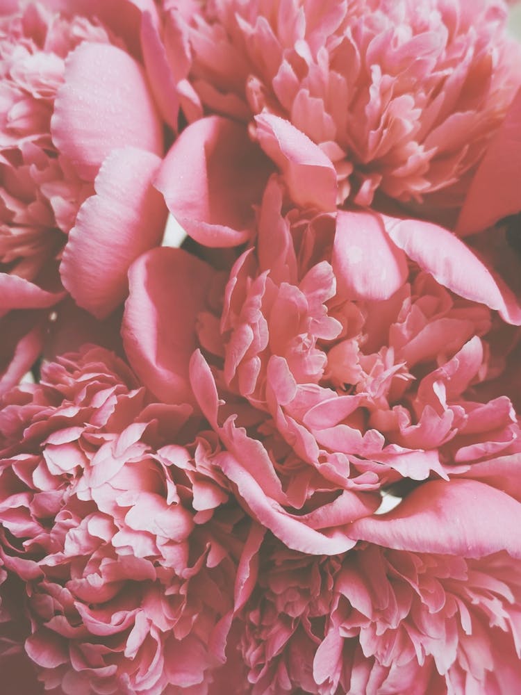 Dark Pink Peonies