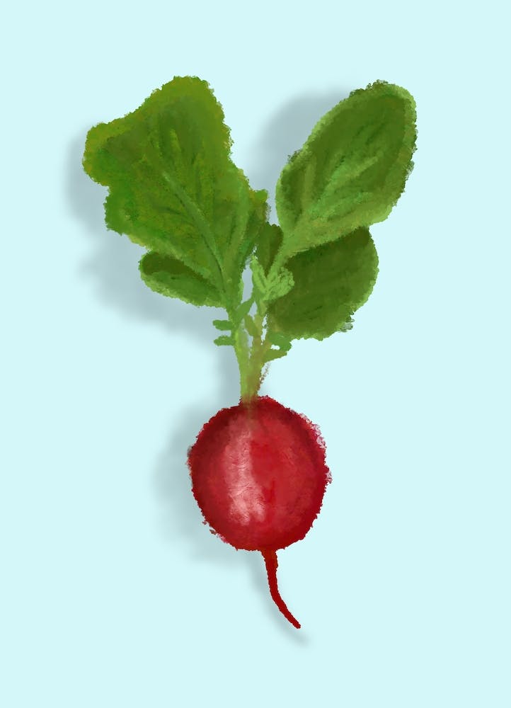 Radish