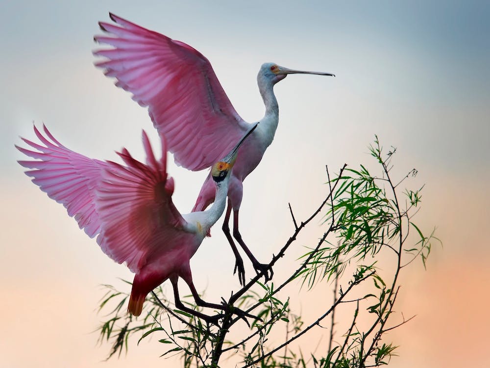 Two Roseate Spoonbills