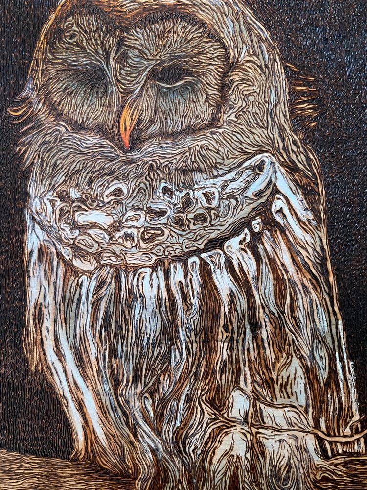 Barred Owl