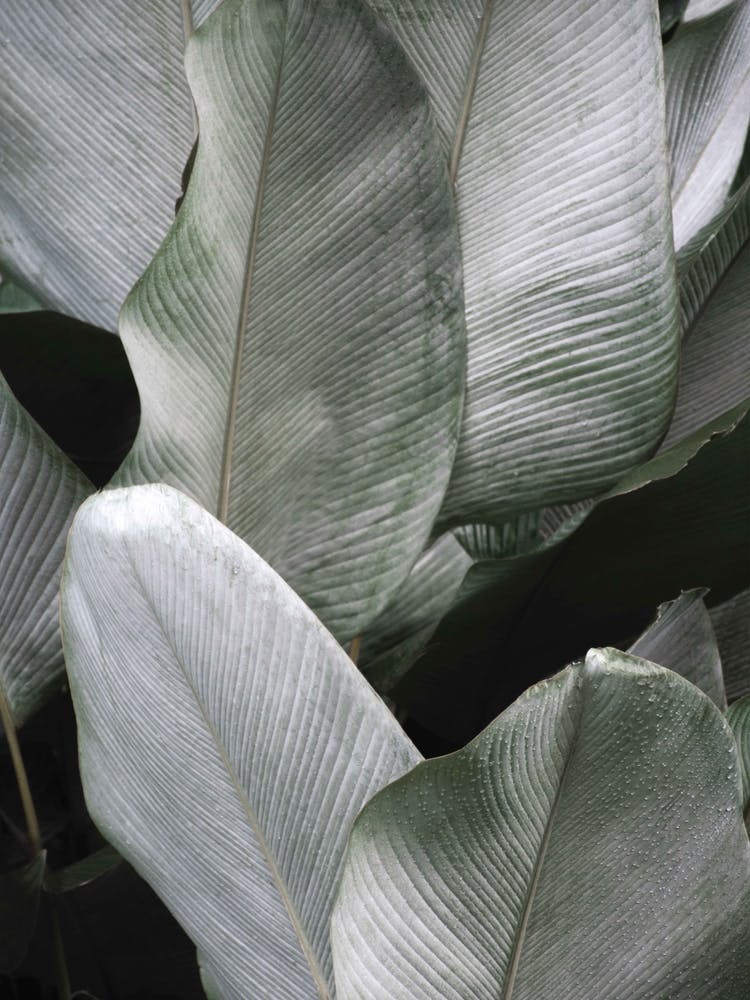 Tropical Silver Leafs