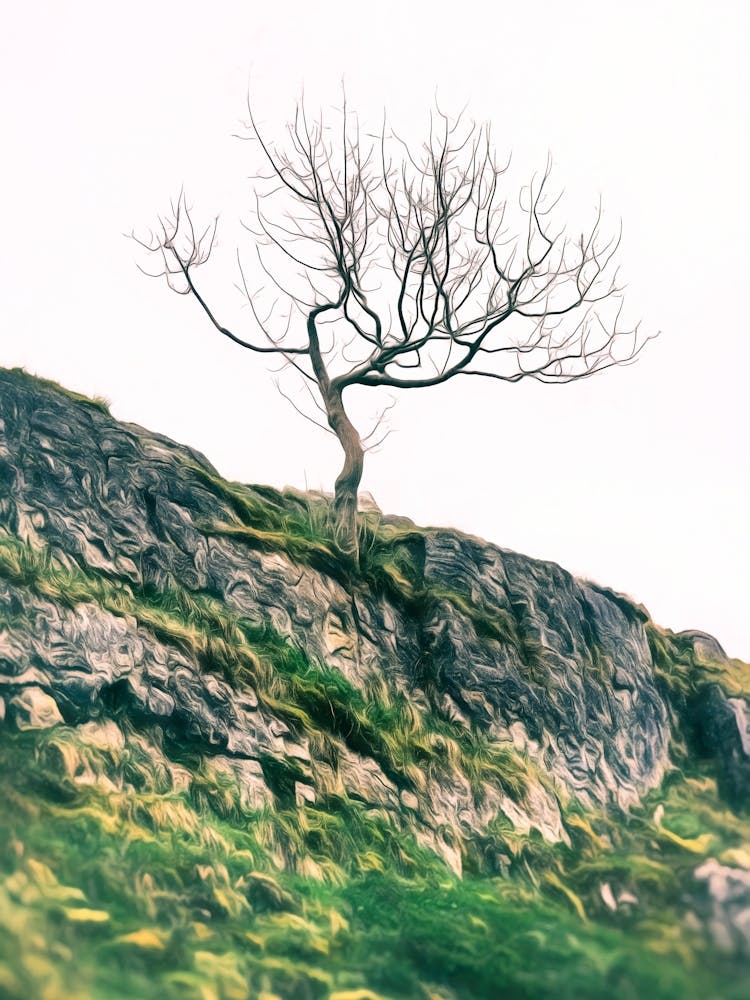 Lone Tree