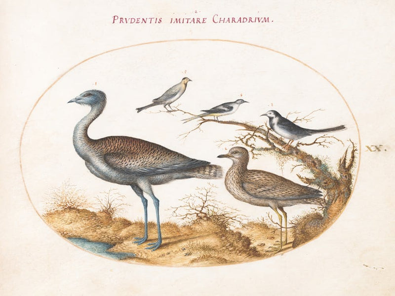 Flying And Amphibious Animals, Joris Hoefnagel (12)