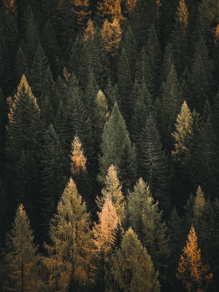 Herbst-Kiefernwald