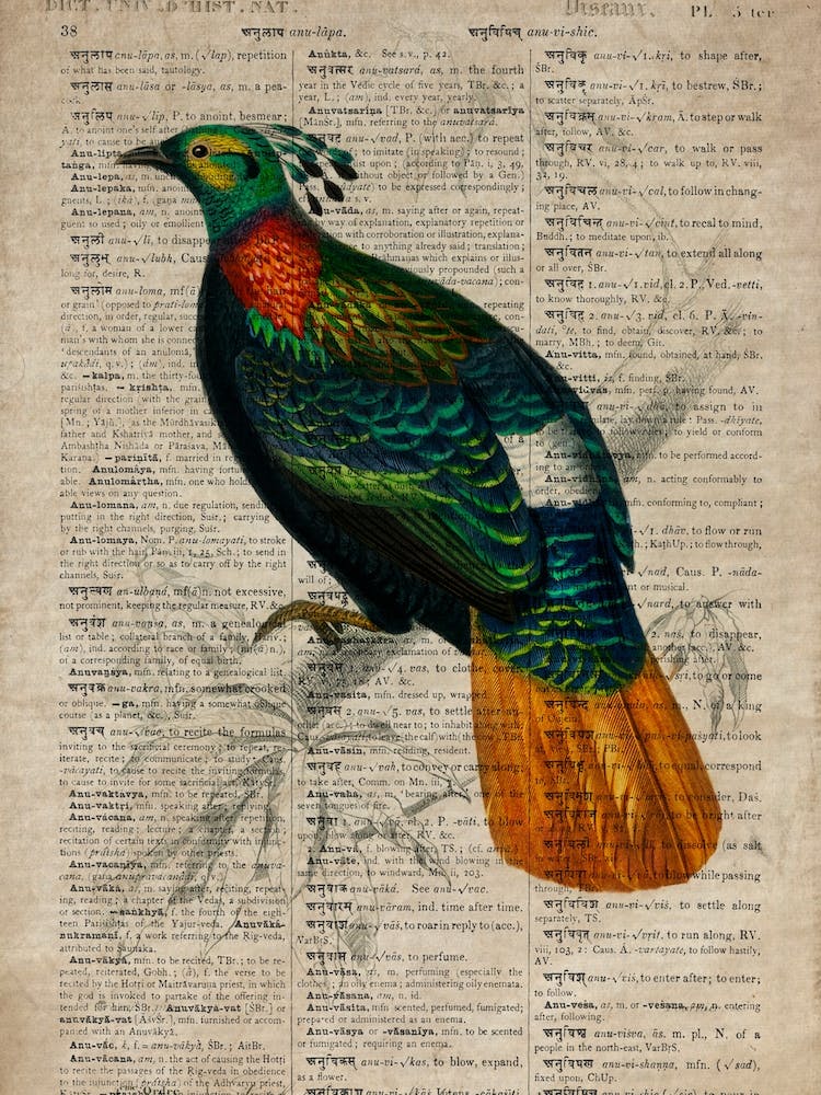 Himalayan Monal Dictionnaire Universel Dhistoire Naturelle