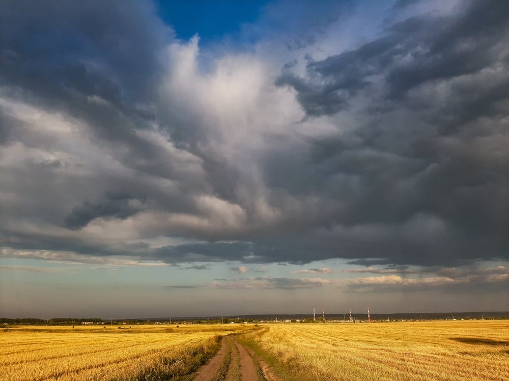Storm Clouds Over A Wheat Field