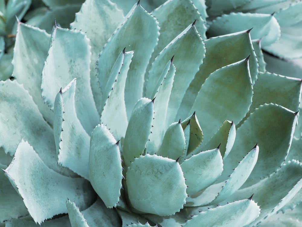 Blue Green Succulent