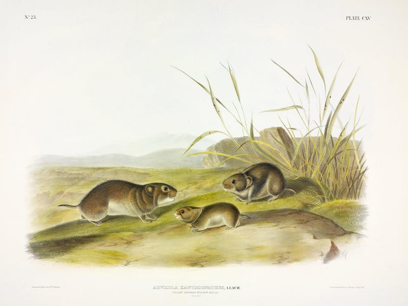Yellow Cheeked Meadow Mouse, John James Audubon