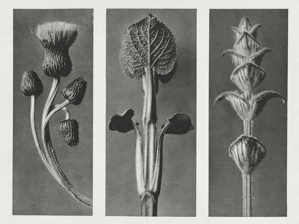 Queen Anne Thistle, Phlomis Umbrosa, And Salvia (1928), Karl Blossfeldt