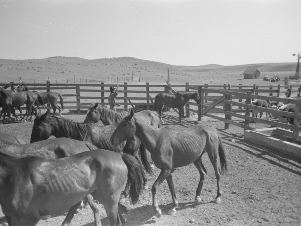 Untitled Photo, Possibly Related To Cowboys Roping Horses At Roundup Near Marfa, Texas By Russell Lee