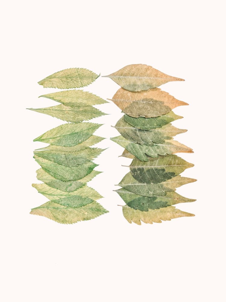 Leaves I