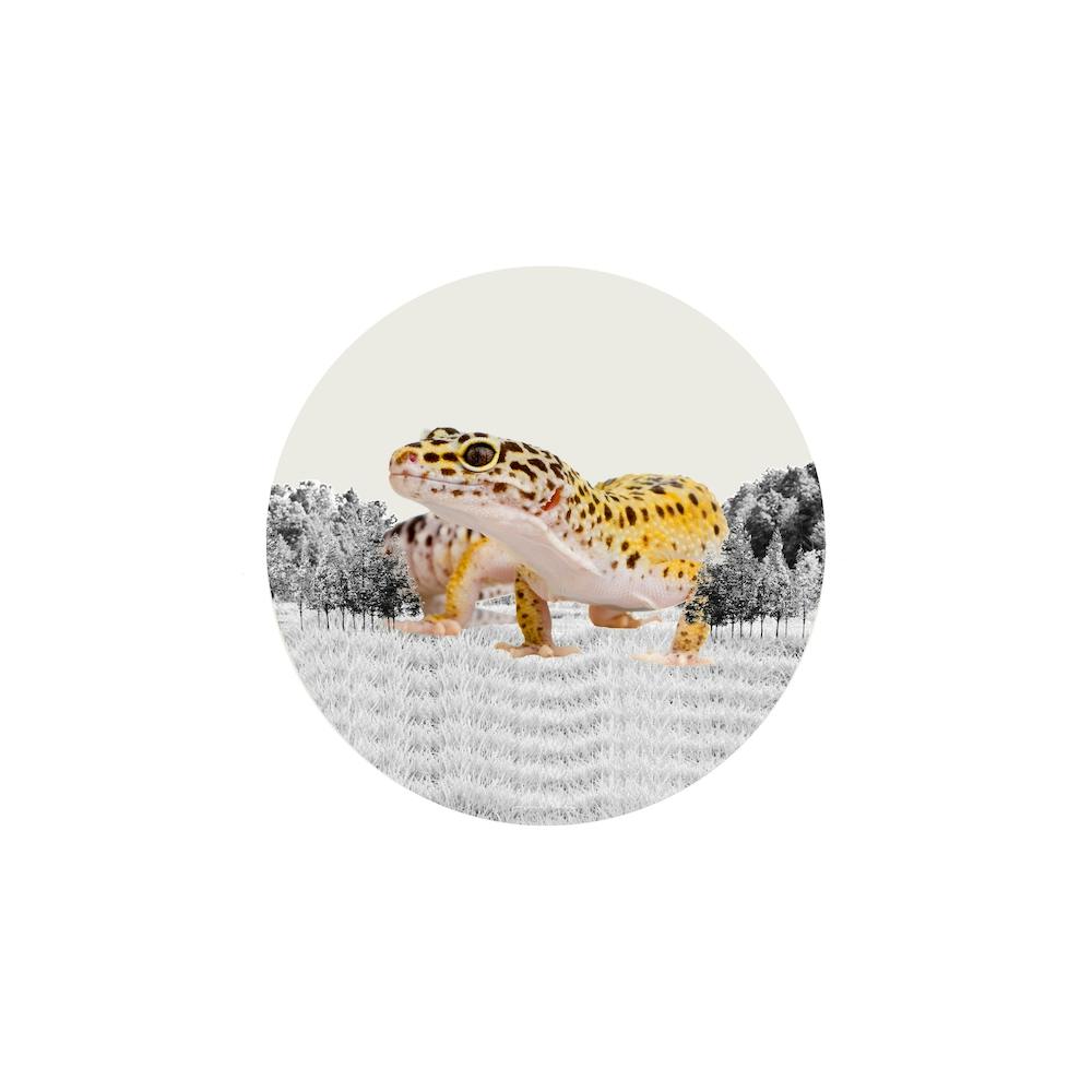 Leopard Gecko Collage Square