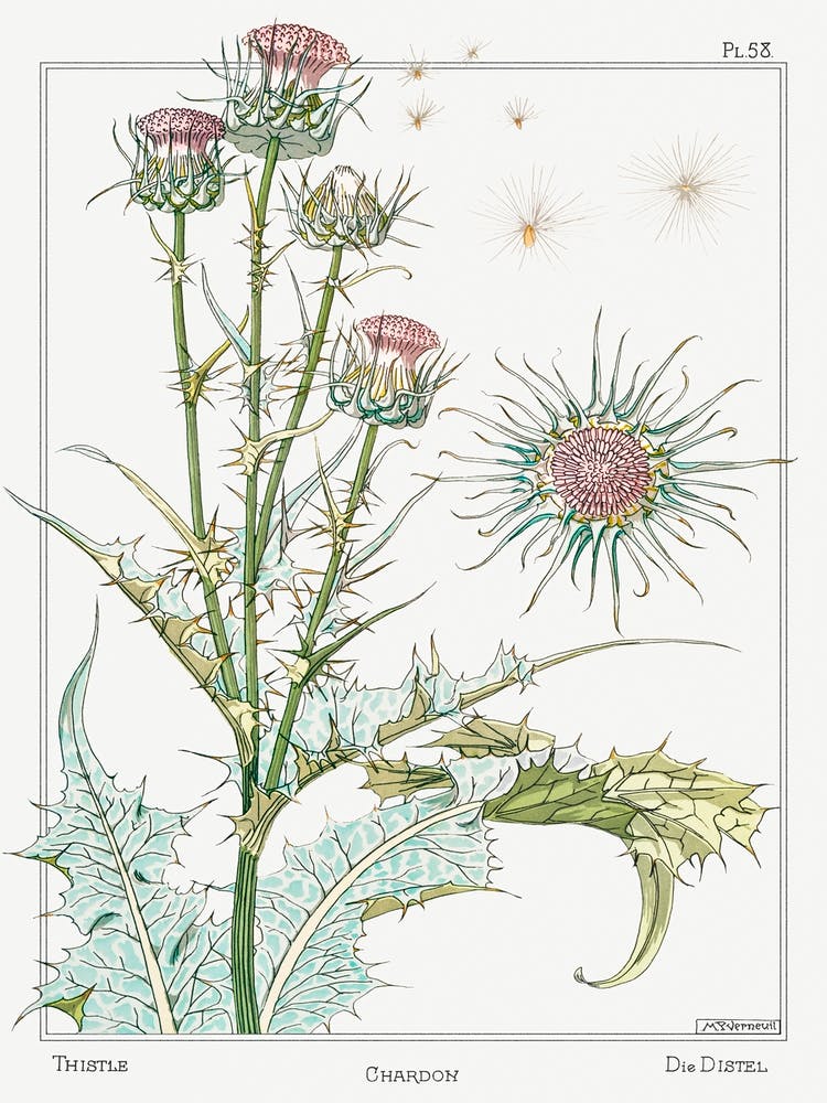 Thistle From The Plant And Its Ornamental Applications (1896), Maurice Pillard Verneuil