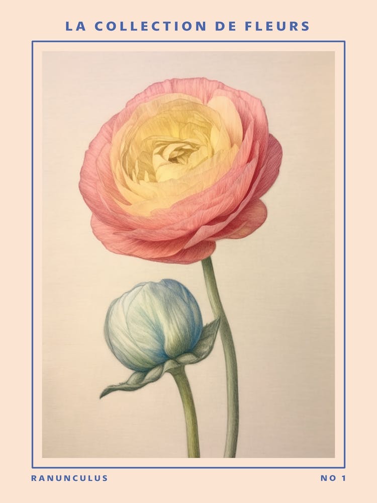 Ranunculus French Flower Botanical Poster
