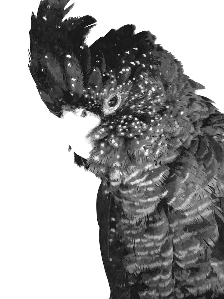 Black and White Cockatoo Watercolor