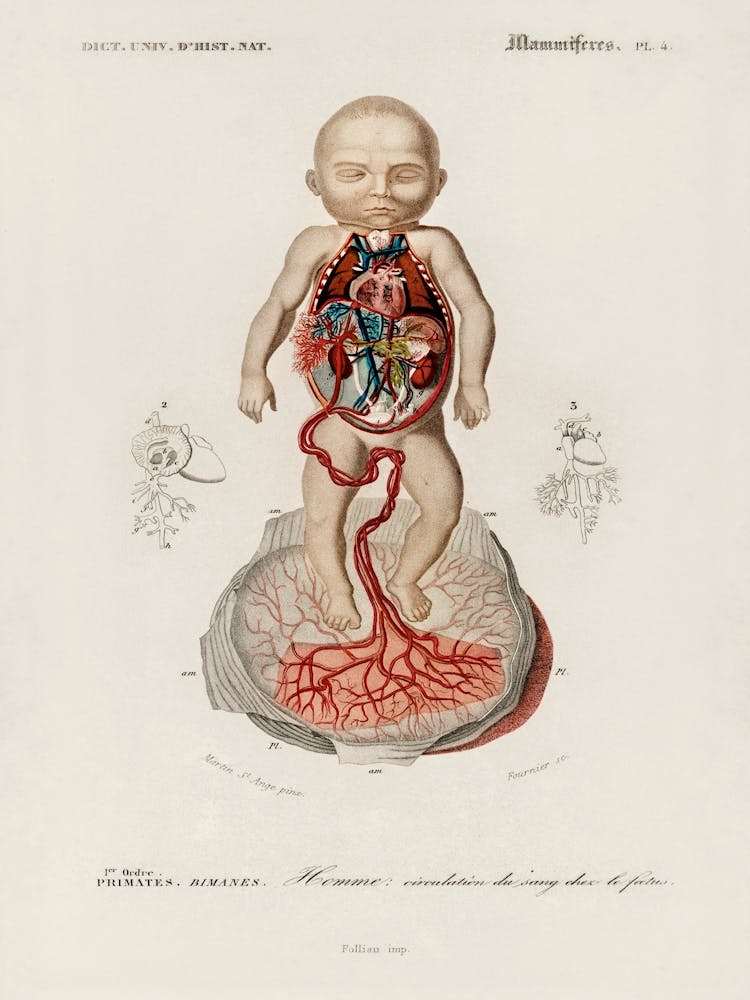Circulation Of The Blood In A Fetus, Charles Dessalines D'Orbigny