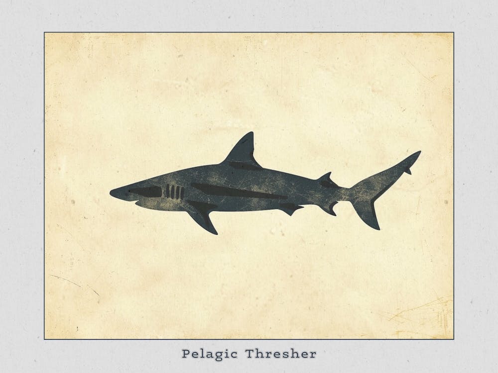 Pelagic Thresher Shark Grey Silhouette 3 Poster