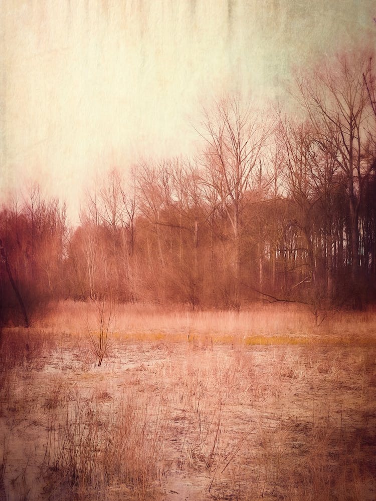 Winter Landscape