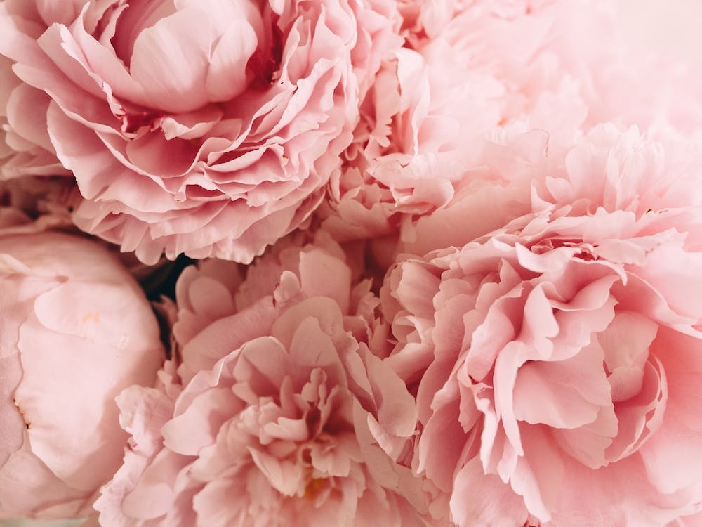 Pink Peonies