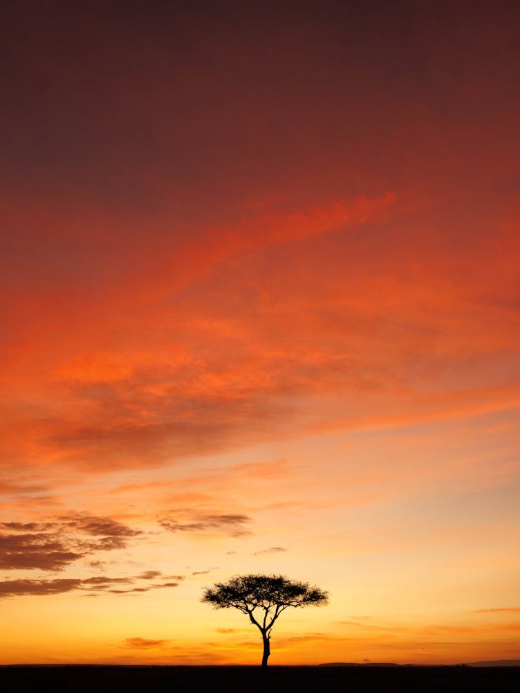 Lone Tree At Sunrise Kenya 