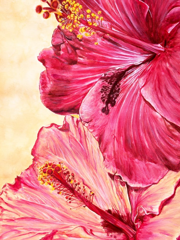 Hibiscus Flowers